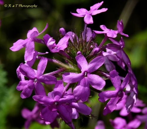 {Verbena canadensis}
